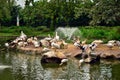 Room of pelicans are resting on the bank of the pond