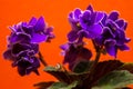 Room pot flower curly purple violets