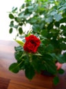 flower rose on the windowsill