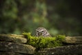 Little owl peering over top of moss-covered wall