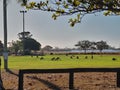 Roos at the park Royalty Free Stock Photo