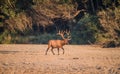 Roosevelt Bull Elk with Antlers