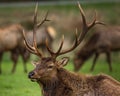 Roosevelt Bull Elk with Antlers, Portrait