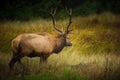 Roosevelt Bull Elk Cervus canadensis roosevelti