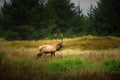 Roosevelt Bull Elk Cervus canadensis roosevelti Royalty Free Stock Photo