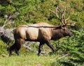 Roosevelt Bull Elk - King of the Sub-Alpines