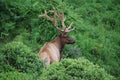 Roosevelt Elk Royalty Free Stock Photo
