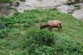 Roosevelt Elk Royalty Free Stock Photo