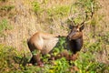 Roosevelt Elk Royalty Free Stock Photo