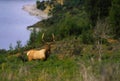 Roosevelt Elk Bull Royalty Free Stock Photo