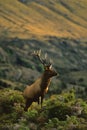 Roosevelt Elk Bull Royalty Free Stock Photo