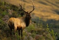 Roosevelt Elk Bull Royalty Free Stock Photo