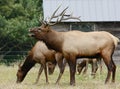 Roosevelt Elk Bull And Cows In Pasture Royalty Free Stock Photo