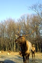 Roosevelt Elk Bull   30016 Royalty Free Stock Photo