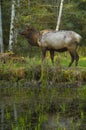 Roosevelt Elk bull Hoh Rain Forest habitat Olympic National Park Washington state Royalty Free Stock Photo