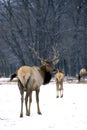 Roosevelt Elk Bull in Snow  27549 Royalty Free Stock Photo