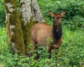 Roosevelt Elk in California Royalty Free Stock Photo