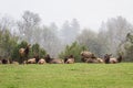 Roosevelt elk - Cervus canadensis roosevelti Royalty Free Stock Photo