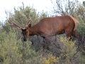 Roosevelt Elk Growing New Antlers Royalty Free Stock Photo