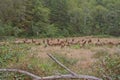 Roosevelt Elk herd grazing Royalty Free Stock Photo