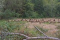 Roosevelt Elk mating Royalty Free Stock Photo