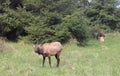 Roosevelt Elk in a Meadow at Prairie Creek Redwoods Royalty Free Stock Photo