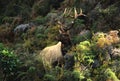 Roosevelt Elk in Mountain Landscape Royalty Free Stock Photo