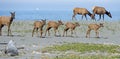 Roosevelt Elk near the Pacific Ocean Royalty Free Stock Photo