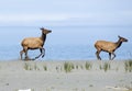 Roosevelt Elk near the Pacific Ocean Royalty Free Stock Photo