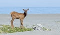 Roosevelt Elk near the Pacific Ocean Royalty Free Stock Photo