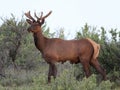 Roosevelt Elk with New Antlers Royalty Free Stock Photo