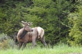 Naturally handsome, wildlife, Roosevelt elk Royalty Free Stock Photo