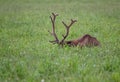 Roosevelt elk (Cervus canadensis roosevelti) resting in a green meadow, hiding its face in the grass Royalty Free Stock Photo