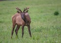 Roosevelt elk (Cervus canadensis roosevelti) standing in a green meadow looking into the camera Royalty Free Stock Photo