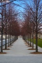 Roosevelt Island, New York: An avenue of trees with red branches in the Four Freedoms Park Royalty Free Stock Photo