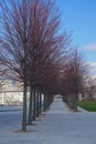 Roosevelt Island, New York: An avenue of trees with red branches in the Four Freedoms Park Royalty Free Stock Photo