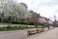 Roosevelt Island Riverfront during Spring with Blooming Cherry Blossom Trees in New York City Royalty Free Stock Photo