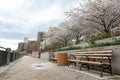 Roosevelt Island Riverfront during Spring with Empty Benches and Blooming Cherry Blossom Trees in New York City Royalty Free Stock Photo