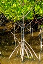 Roost and small tree mangrove