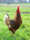 Rooster 1 Royalty Free Stock Photo