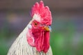 Rooster Royalty Free Stock Photo