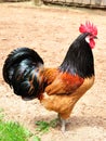 Barnyard rooster Royalty Free Stock Photo