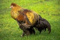 The rooster Royalty Free Stock Photo
