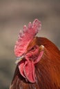 Rooster Royalty Free Stock Photo