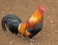 Rooster Royalty Free Stock Photo