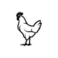 Silhouette rooster, hen, lettering Rooster. Vector image of an cock on white background Royalty Free Stock Photo