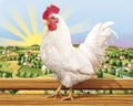 Rooster Royalty Free Stock Photo