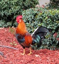 Rooster Royalty Free Stock Photo