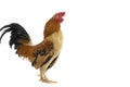 rooster Royalty Free Stock Photo