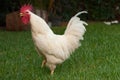 Rooster Royalty Free Stock Photo